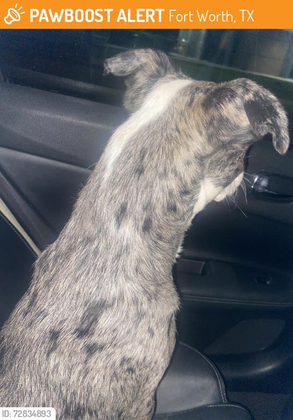 Found/Stray Unknown Dog last seen Long Ave and Elm st, Fort Worth, TX 76106
