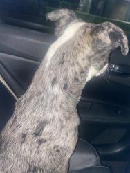 Found/Stray Unknown Dog last seen Long Ave and Elm st, Fort Worth, TX 76106