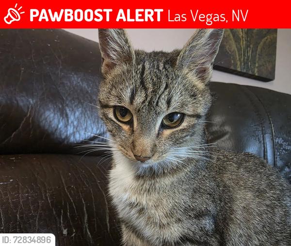 Lost Female Cat last seen Palmhurst and Charleston , Las Vegas, NV 89145