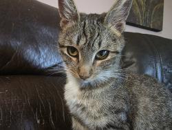 Lost Female Cat last seen Palmhurst and Charleston , Las Vegas, NV 89145