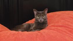 Lost Female Cat last seen Wheatland Avenue & Ditson, Los Angeles, CA 91040