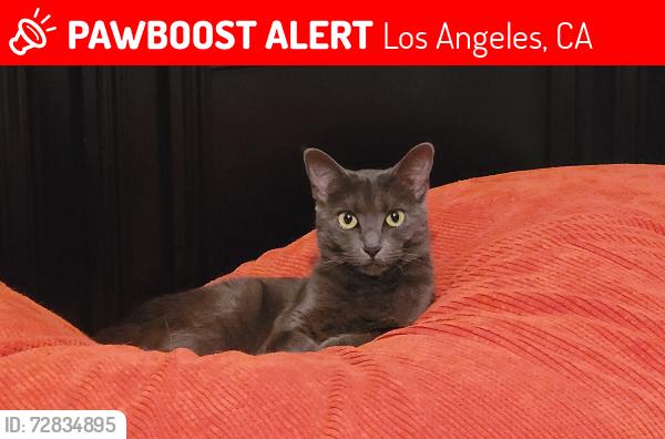 Lost Female Cat last seen Wheatland Avenue & Ditson, Los Angeles, CA 91040
