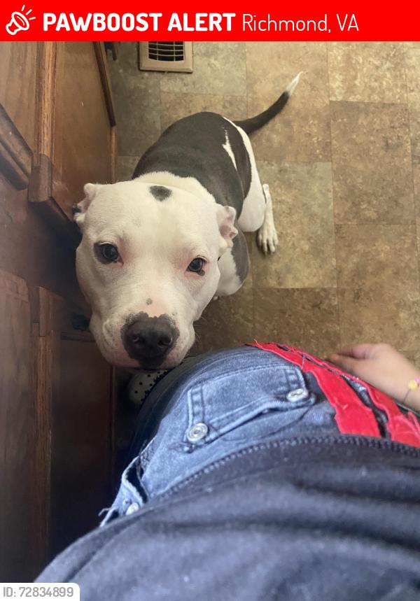Lost Female Dog last seen She was running across the street and ran past the valero might’ve ended up in henrico arms, Richmond, VA 23231