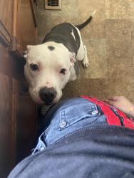 Lost Female Dog last seen She was running across the street and ran past the valero might’ve ended up in henrico arms, Richmond, VA 23231