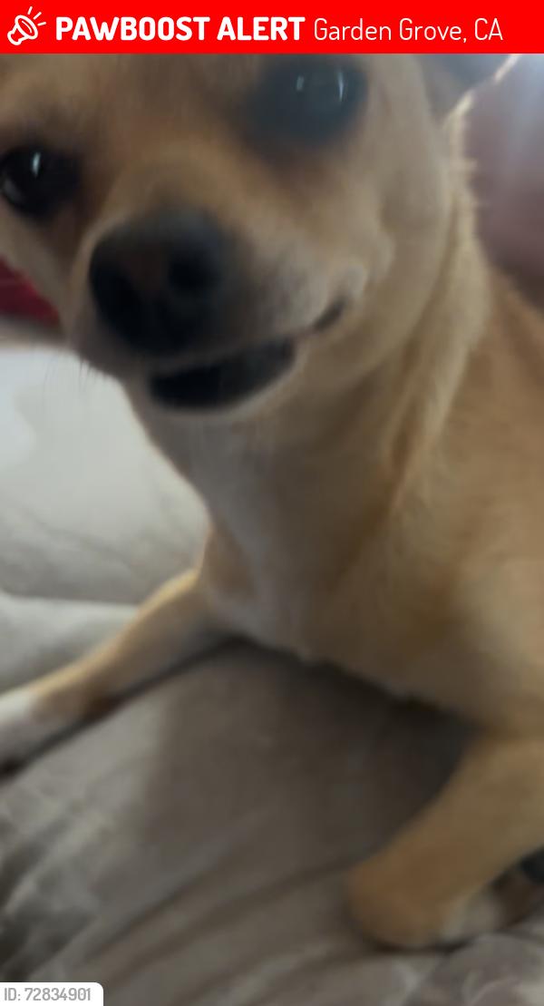Lost Female Dog last seen Eucled - trask Garden Grove ca 93843, Garden Grove, CA 92840