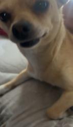 Lost Female Dog last seen Eucled - trask Garden Grove ca 93843, Garden Grove, CA 92840