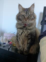 Lost Female Cat last seen Everett st , Brunswick West, VIC 3055