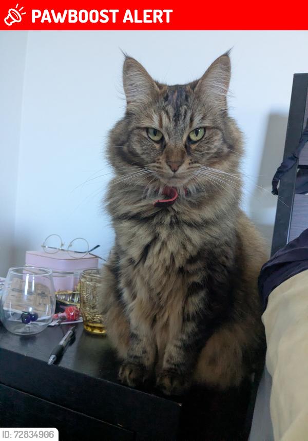 Lost Female Cat last seen Everett st, Brunswick West, VIC 3055