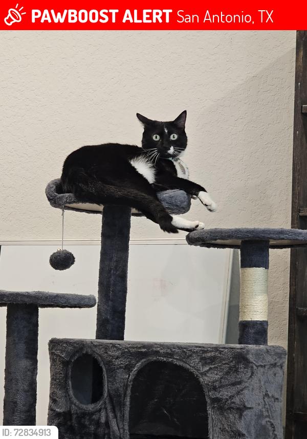 Lost Male Cat last seen Riverstone at Westpointe , San Antonio, TX 78253