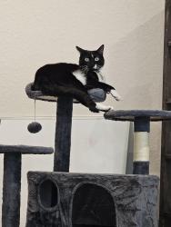 Lost Male Cat last seen Riverstone at Westpointe , San Antonio, TX 78253