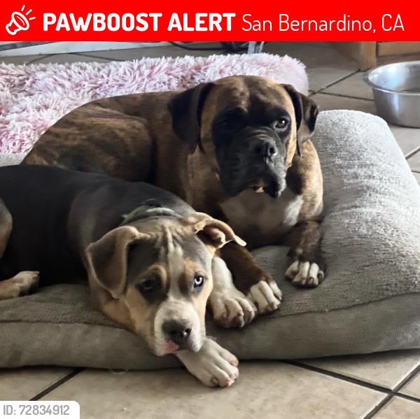 Lost Unknown Dog last seen Union st and etiwanda Rialto ca San bernardino, San Bernardino, CA 92410