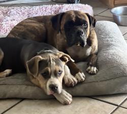 Lost Unknown Dog last seen Union st and etiwanda Rialto ca San bernardino, San Bernardino, CA 92410