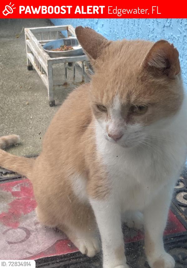 Lost Male Cat last seen Unknown, Edgewater, FL 32132