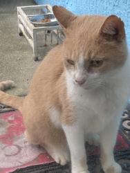 Lost Male Cat last seen Unknown , Edgewater, FL 32132