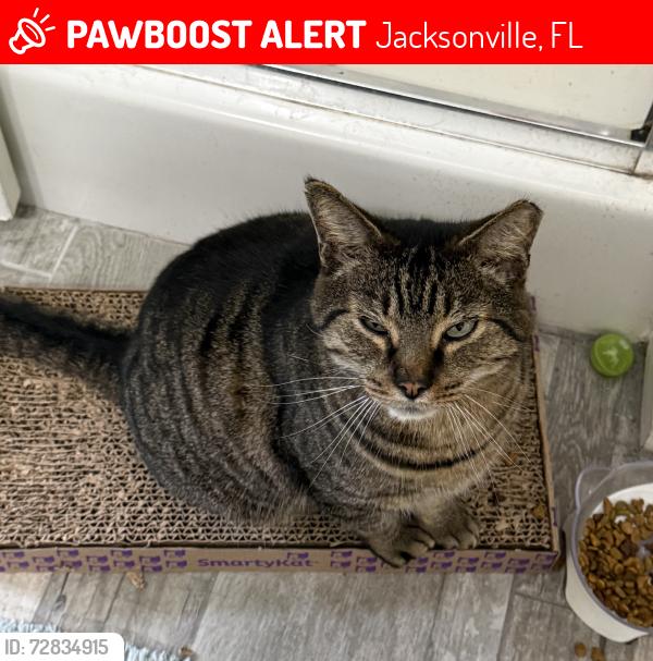 Lost Male Cat last seen Eastport rd & N Main st, Jacksonville, FL 32218