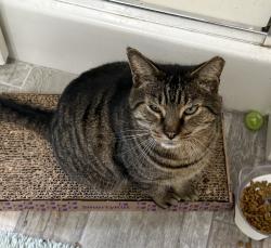 Lost Male Cat last seen Eastport rd & N Main st, Jacksonville, FL 32218