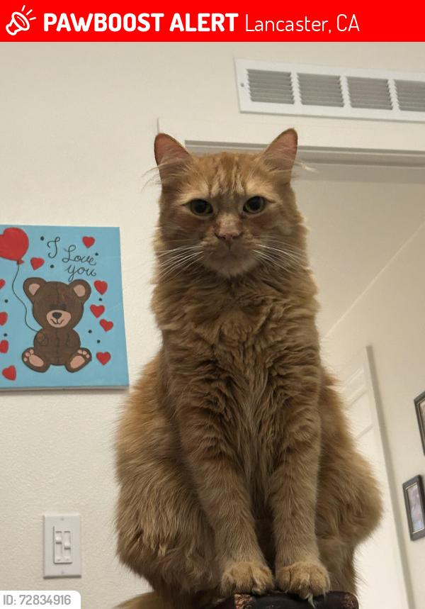 Lost Male Cat last seen Near E Avenue J4, Lancaster, CA 93535