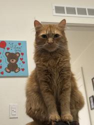 Lost Male Cat last seen Near E Avenue J4, Lancaster, CA 93535