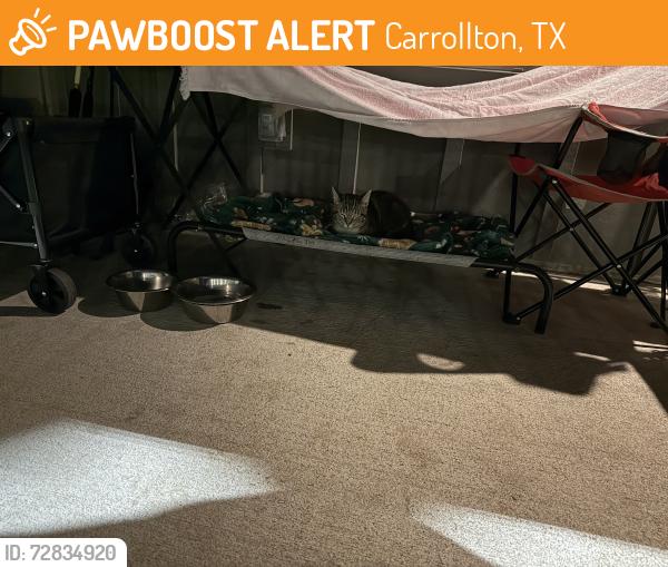 Found/Stray Male Cat last seen Carrollton, Carrollton, TX 75011