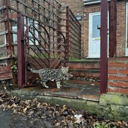 Lost Male Cat last seen Jex rd , Cadge rd, Norfolk, England NR5 8QH