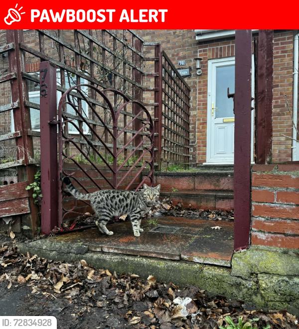 Lost Male Cat last seen Jex rd , Cadge rd, Norfolk, England NR5 8QH