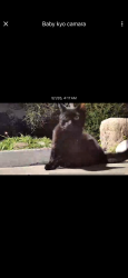 Found/Stray Unknown Cat last seen In front of my hse, Orland Park, IL 60462