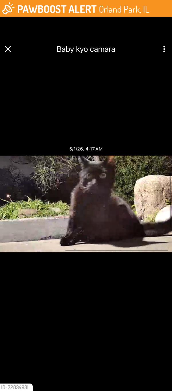 Found/Stray Unknown Cat last seen In front of my hse, Orland Park, IL 60462