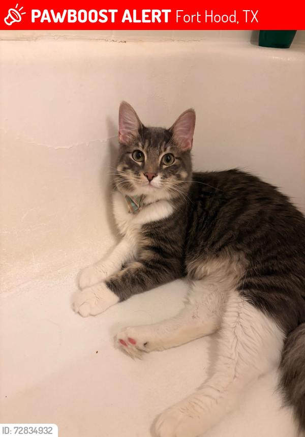 Lost Male Cat last seen Wainwright Heights, Dupas St, Fort Hood, TX 76544