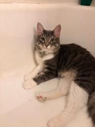 Lost Male Cat last seen Wainwright Heights, Dupas St, Fort Hood, TX 76544