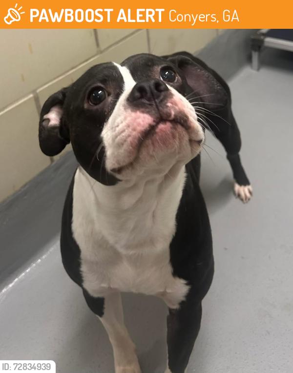 Found/Stray Male Dog last seen Located at Rockdale County Animal Service, 1506 Rockbridge Road, Conyers, GA 30012, Conyers, GA 30012
