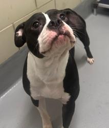 Found/Stray Male Dog last seen Located at Rockdale County Animal Service, 1506 Rockbridge Road, Conyers, GA 30012, Conyers, GA 30012