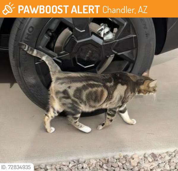 Found/Stray Female Cat last seen Pecos & McQueen, Chandler, AZ 85225