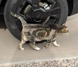 Found/Stray Female Cat last seen Pecos & McQueen, Chandler, AZ 85225
