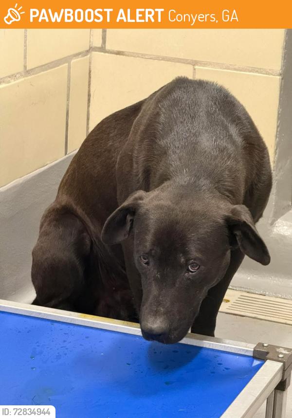Found/Stray Male Dog last seen Rockdale County Animal Service, 1506 Rockbridge Road, Conyers, GA 30012, Conyers, GA 30012