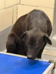 Found/Stray Male Dog last seen Rockdale County Animal Service, 1506 Rockbridge Road, Conyers, GA 30012, Conyers, GA 30012