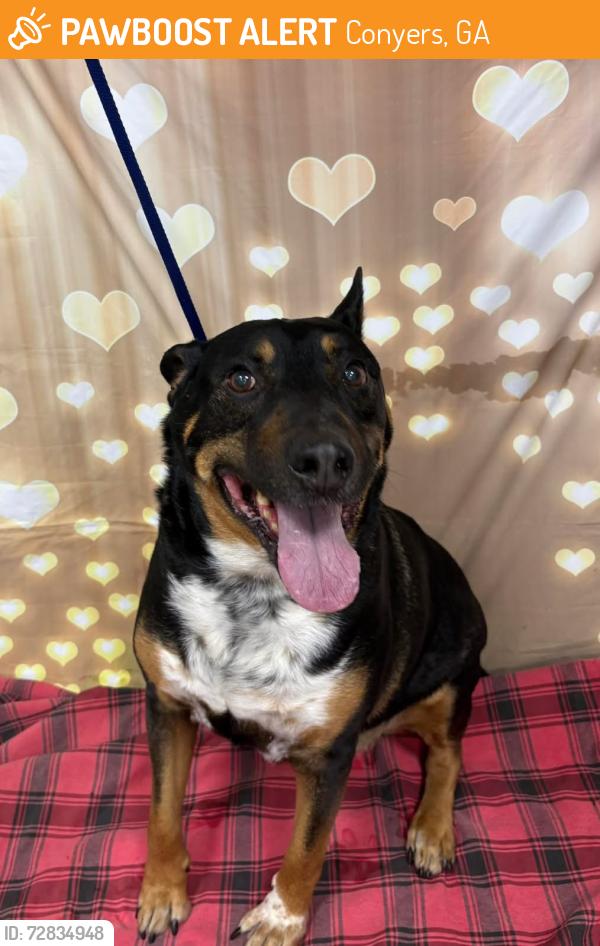 Found/Stray Male Dog last seen Located at Rockdale County Animal Service, 1506 Rockbridge Road, Conyers, GA 30012, Conyers, GA 30012