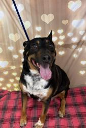 Found/Stray Male Dog last seen Located at Rockdale County Animal Service, 1506 Rockbridge Road, Conyers, GA 30012, Conyers, GA 30012