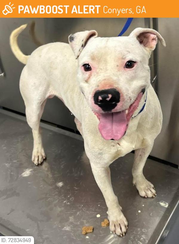 Found/Stray Male Dog last seen Located at Rockdale County Animal Service, 1506 Rockbridge Road, Conyers, GA 30012, Conyers, GA 30012