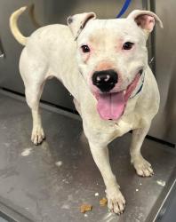 Found/Stray Male Dog last seen Located at Rockdale County Animal Service, 1506 Rockbridge Road, Conyers, GA 30012, Conyers, GA 30012