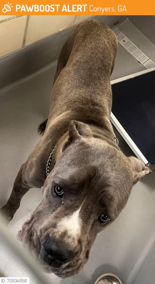 Found/Stray Male Dog last seen Located at Rockdale County Animal Service, 1506 Rockbridge Road, Conyers, GA 30012, Conyers, GA 30012