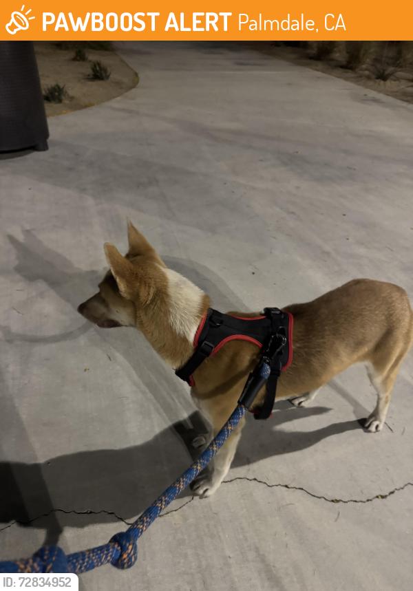 Found/Stray Female Dog last seen East ave Q4 and 29th st , Palmdale, CA 93550