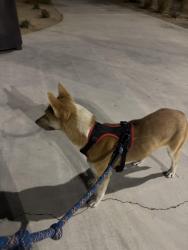 Found/Stray Female Dog last seen East ave Q4 and 29th st , Palmdale, CA 93550