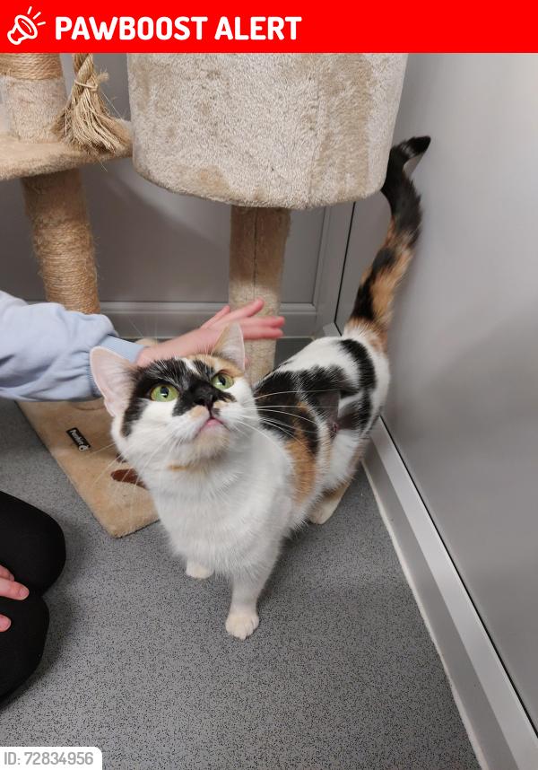 Lost Female Cat last seen Frizinghall Road, West Yorkshire, England BD9 4LR