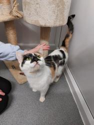 Lost Female Cat last seen Frizinghall Road, West Yorkshire, England BD9 4LR