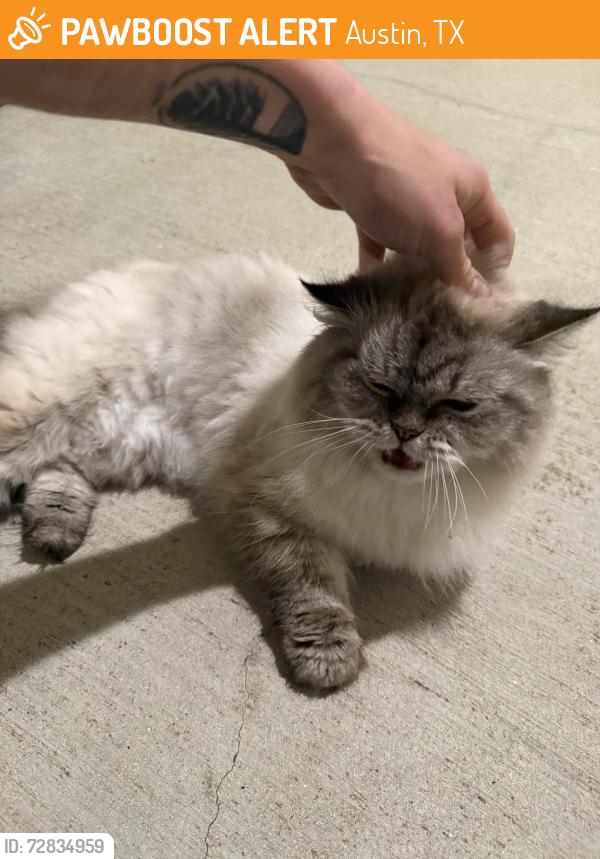Found/Stray Unknown Cat last seen building 2 on third floor , Austin, TX 78727