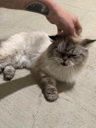 Found/Stray Unknown Cat last seen building 2 on third floor , Austin, TX 78727