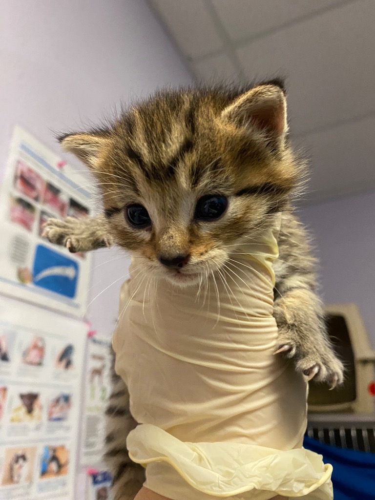 Shelter Stray Female Cat last seen Bexar County, New Braunfels, TX 78130