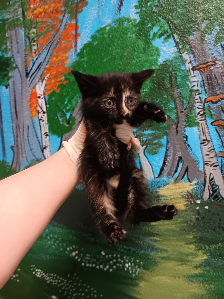 Shelter Stray Female Cat last seen Bexar County, New Braunfels, TX 78130