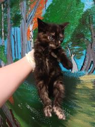 Shelter Stray Female Cat last seen Bexar County, New Braunfels, TX 78130