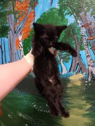 Shelter Stray Male Cat last seen Bexar County, New Braunfels, TX 78130